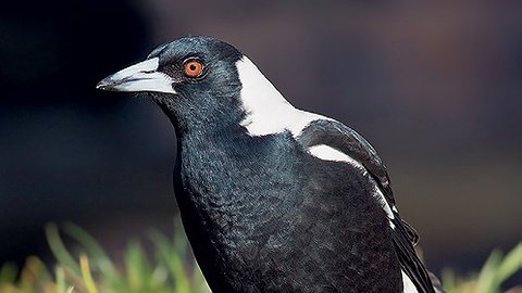 Курам на смех