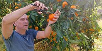 Кто кусается с витрин? Новогодний мандарин!