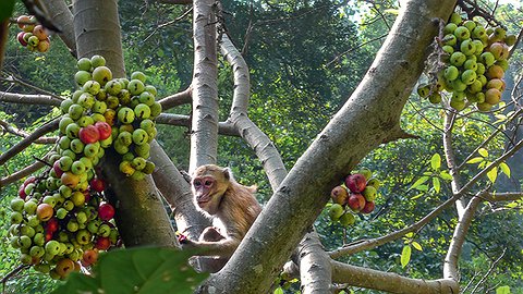 И на стволах растут плоды